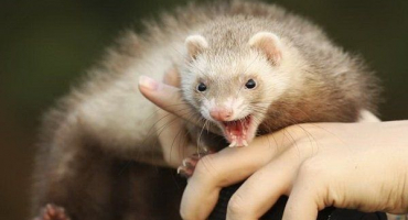 Proč fretka kouše?? Jak vrátit svému mazlíčkovi dobrou náladu?